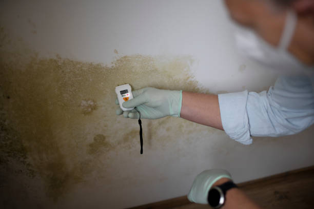 Best Mold Remediation for Specific Building Types in North Bend, NE