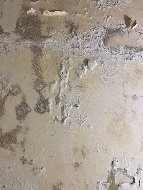 Reliable North Bend, NE Mold Remediation Solutions
