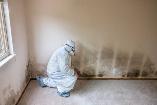 Best Commercial Mold Remediation in North Bend, NE