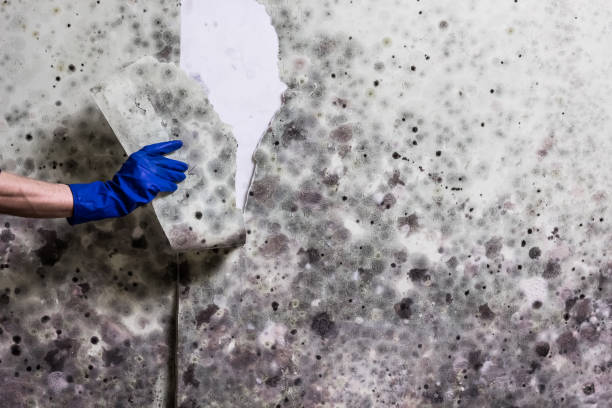 Best Kitchen Mold Remediation in North Bend, NE